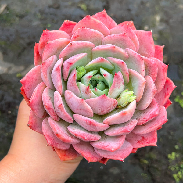 succulent leshy Echeveria 'Elation' ( aka. Ech. Tippy) – LET LOVE GROW (Succulent & Cactus)