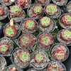 Echeveria 'Sara-Bonnie' | Korea Form
