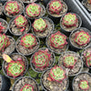 Echeveria 'Sara-Bonnie' | Korea Form