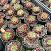Echeveria 'Sara-Bonnie' | Korea Form