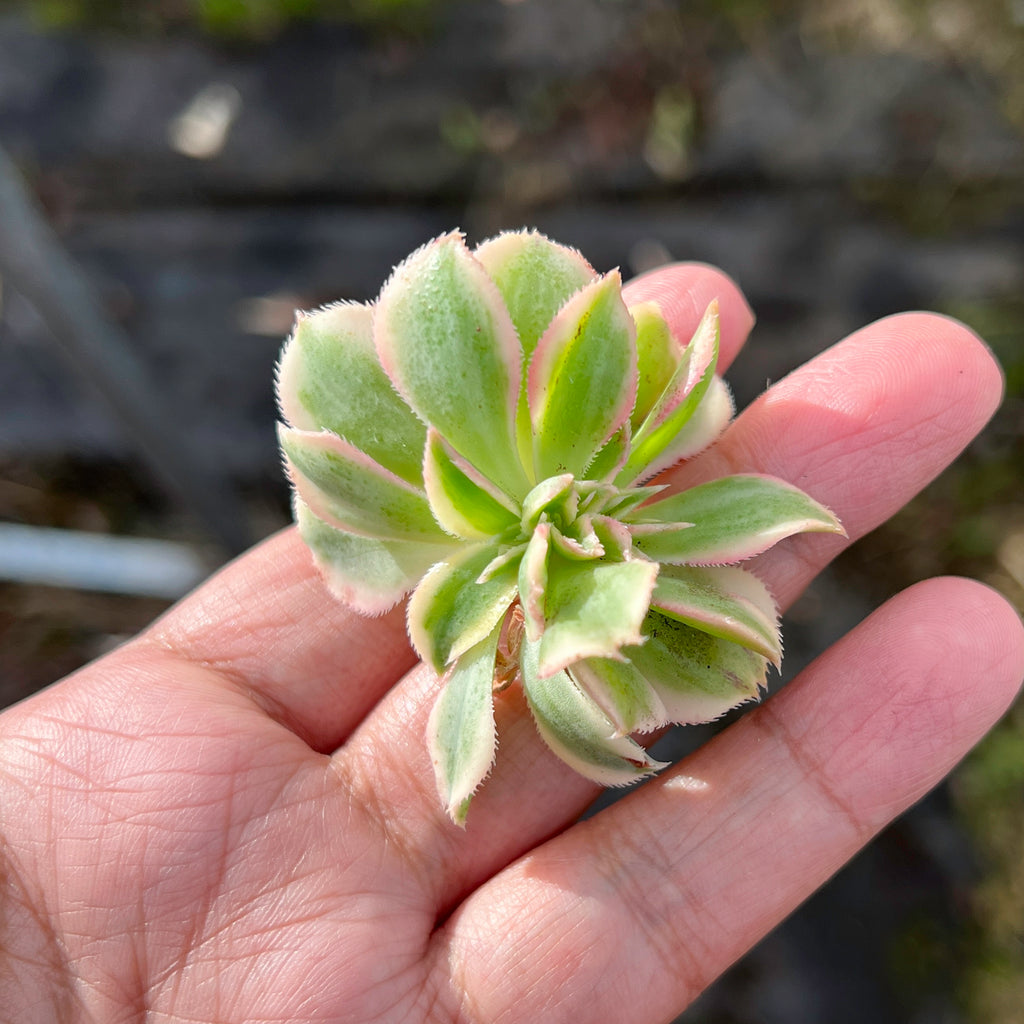Aeonium arboreum 'Sunburst' f. cristata (1 x CUTTING)