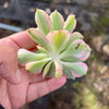 Aeonium arboreum 'Sunburst' f. cristata (1 x CUTTING)