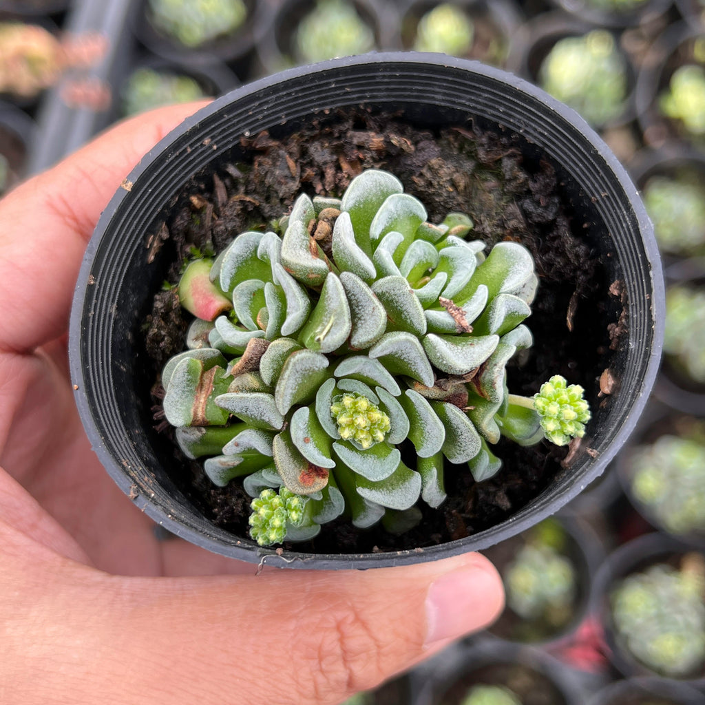 Crassula Celia (has marks)