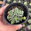 Crassula Celia (has marks)