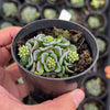 Crassula Celia (has marks)