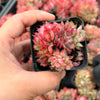Echeveria 'Moon Gadnis' CREST
