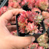 Echeveria 'Moon Gadnis' CREST