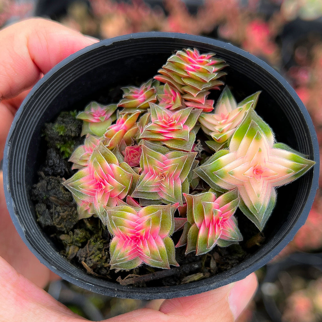 Crassula capitella ssp thyrsiflora variegated (The Pyramid Variegated)