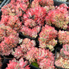 Echeveria 'Moon Gadnis' CREST