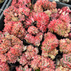 Echeveria 'Moon Gadnis' CREST