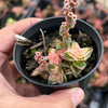 Crassula capitella ssp thyrsiflora variegated (The Pyramid Variegated)