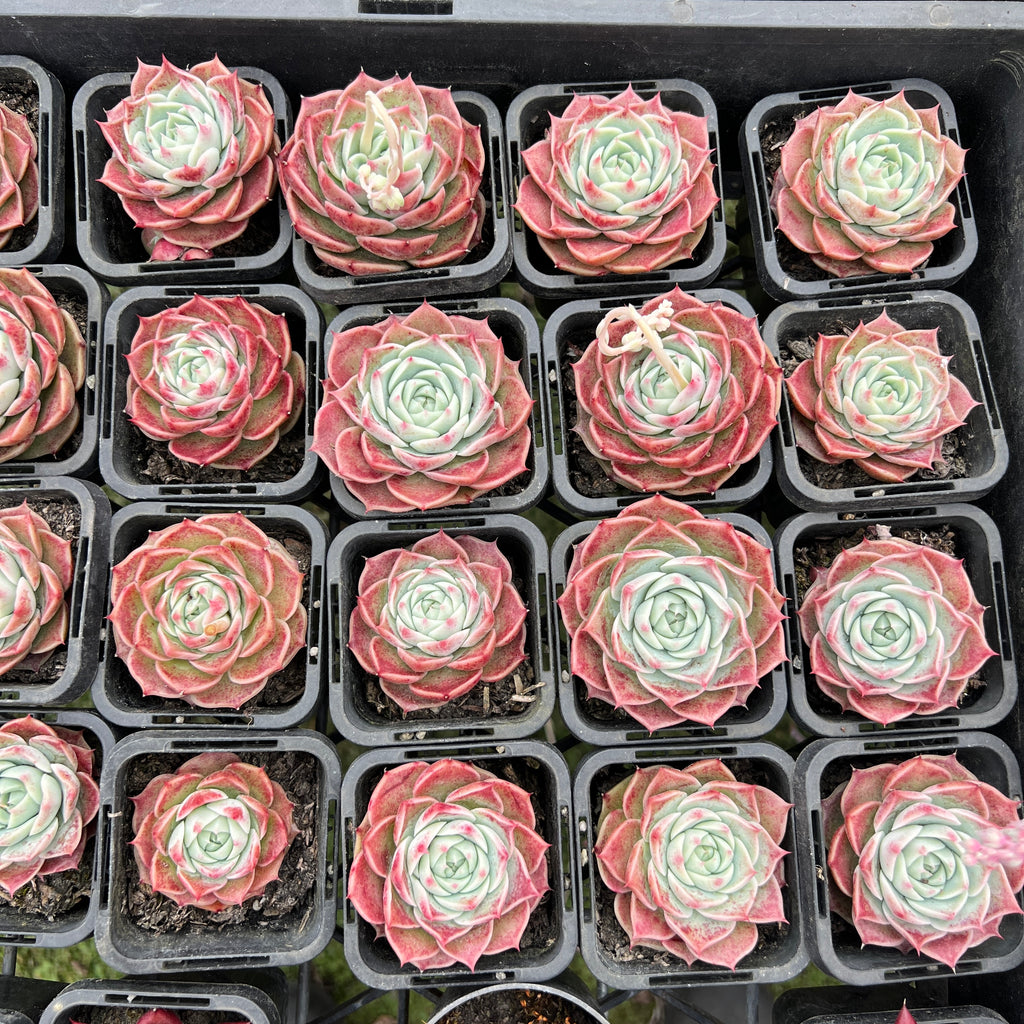 Echeveria 'Apollo'