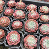 Echeveria 'Apollo'