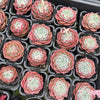 Echeveria 'Apollo'