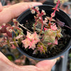 Crassula capitella ssp thyrsiflora variegated (The Pyramid Variegated)