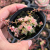 Crassula capitella ssp thyrsiflora variegated (The Pyramid Variegated)