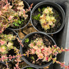 Crassula capitella ssp thyrsiflora variegated (The Pyramid Variegated)