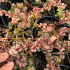 Crassula capitella ssp thyrsiflora variegated (The Pyramid Variegated)