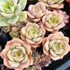 Echeveria Semnan (1x CUTTING)