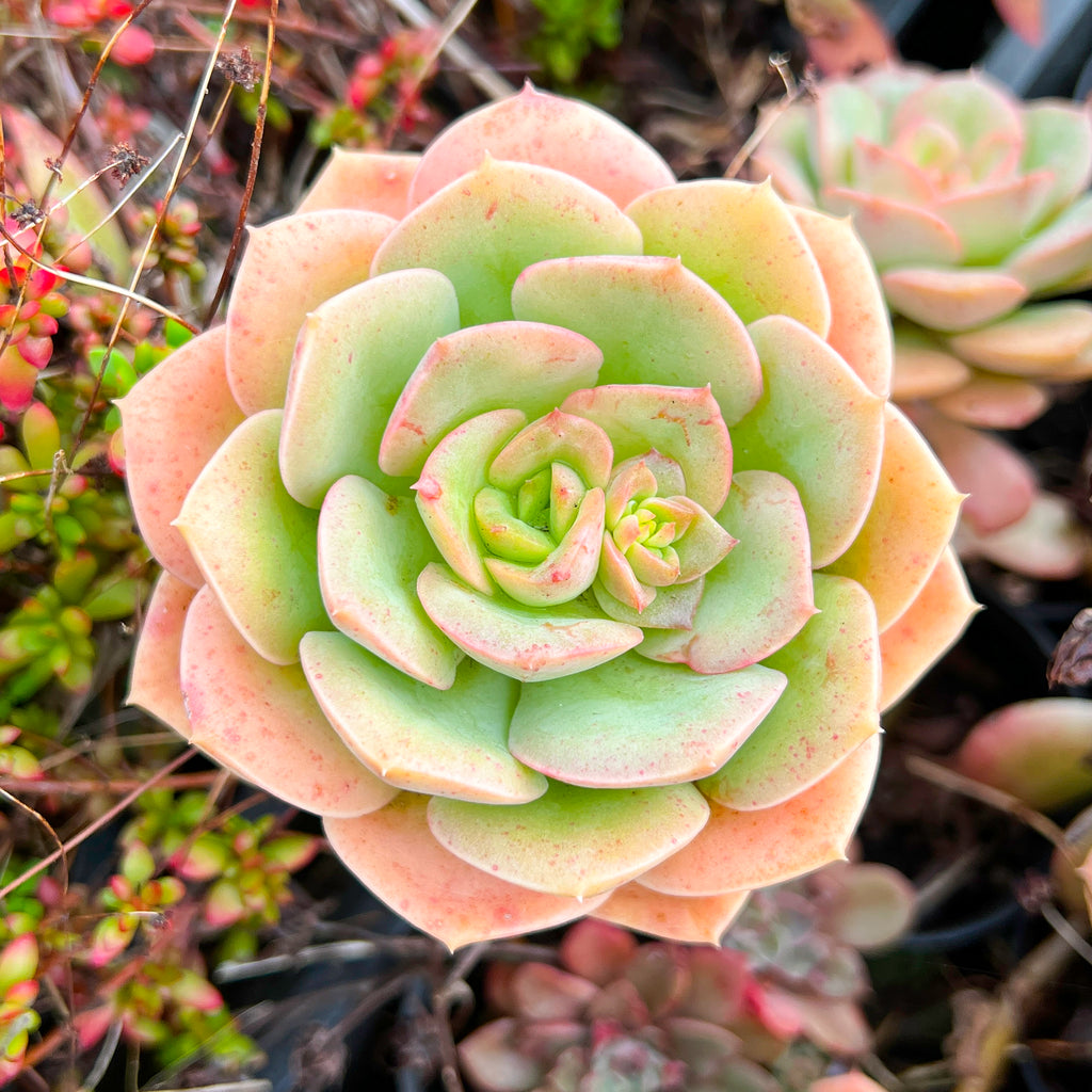 Echeveria Semnan (1x CUTTING)