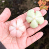 Echeveria Semnan (1x CUTTING)