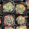 Echeveria Pulidonis x Laulindsayana (aka. Echeveria 'Suryeon')