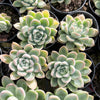 Echeveria 'Doll Barbie'