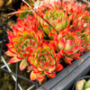 Echeveria 'Yamatoren' (1 x CUTTING)