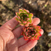 Echeveria 'Yamatoren' (1 x CUTTING)