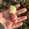 Echeveria 'Yamatoren' (1 x CUTTING)