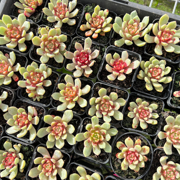 [PACK of 10 PLANTS] x Echeveria 'Jelly Jam' LET LOVE GROW (Succulent
