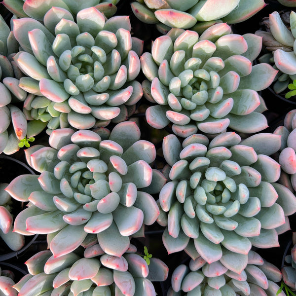 echeveria texensis rosea succulent Echeveria 'Texensis Rosea' – LET LOVE GROW (Succulent & Cactus)