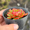 Echeveria 'Yin Lisa'