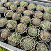 Jovibarba heuffelii 'Aphrodite'