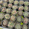 Jovibarba heuffelii 'Aphrodite'