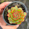 Echeveria 'Yin Lisa'