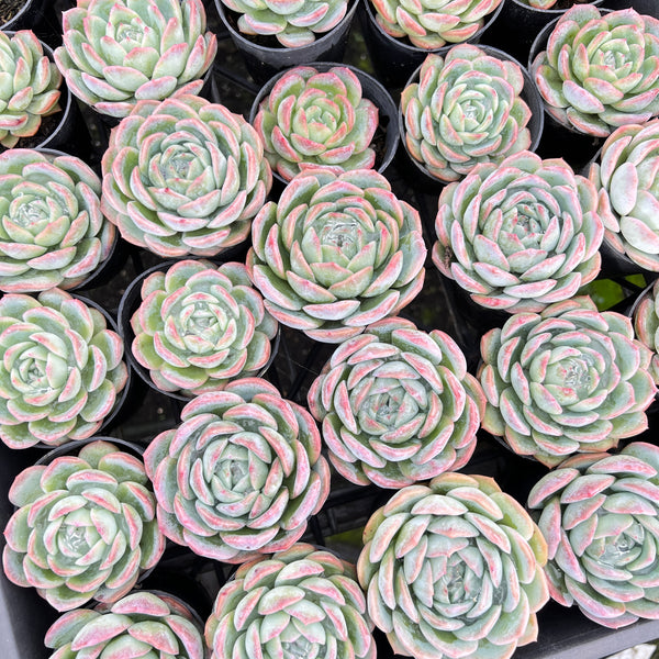 suryeon succulent [PACK of 10 PLANTS] x Echeveria 'Suryeon' – LET LOVE GROW (Succulent &  Cactus)
