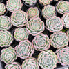 Echeveria Pulidonis x Laulindsayana (aka. Echeveria 'Suryeon')