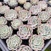 Echeveria Pulidonis x Laulindsayana (aka. Echeveria 'Suryeon')