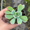 Echeveria 'Blue Light'