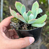 Echeveria 'Blue Light'