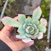 Echeveria 'Blue Light'