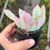 Echeveria 'Blue Light'