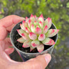 Echeveria Yeonji - Korea Form