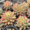 Echeveria Yeonji - Korea Form