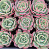 Echeveria 'Petrelia' | Korea Form