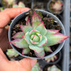 Echeveria Casio Silk Variegata