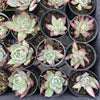 Echeveria Casio Silk Variegata