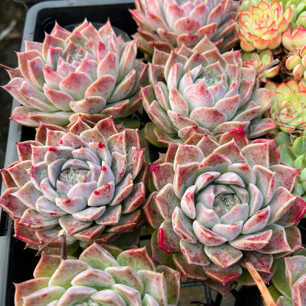 PACK of 10 PLANTS] x Echeveria 'Love Goddess' – LET LOVE GROW