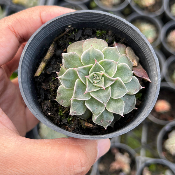 tacitus bellus succulent Graptopetalum bellum (Syn: Tacitus bellus) – LET LOVE GROW (Succulent & Cactus)